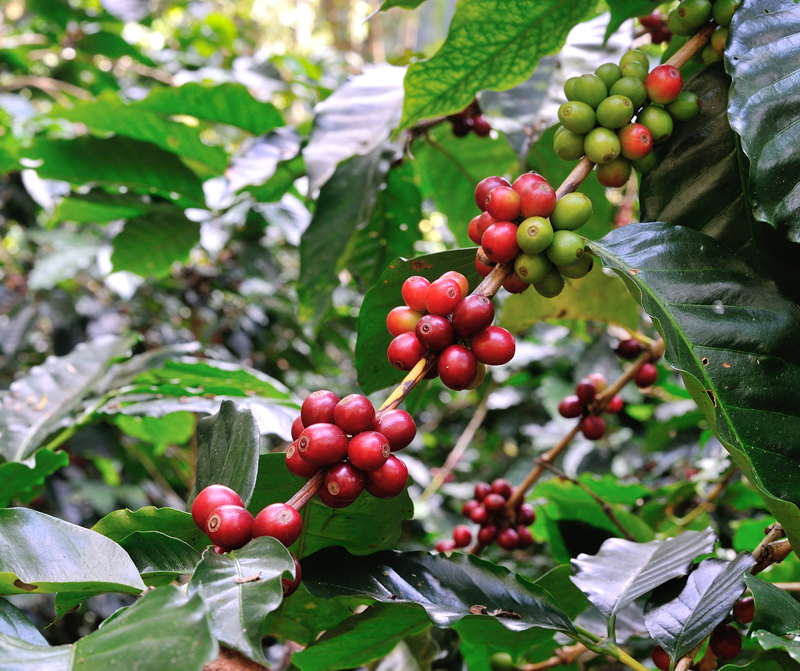 red-coffee-beans-on-coffee-tree-2021-09-03-19-03-58-utc